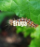 Oruga