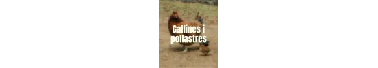 Gallines i pollastres