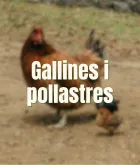 Gallinas y pollos