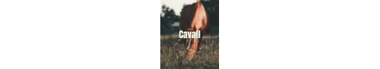 Cavallo