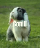 Conejo