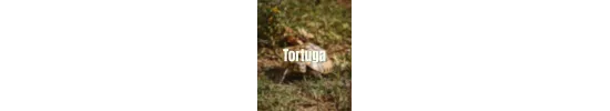 Tortuga