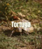 Tortuga
