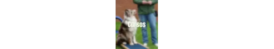 Cursos