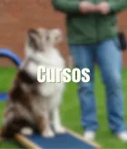 Cursos