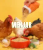 Comida para gallinas y pollos