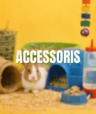 Accesorios para conejo
