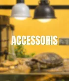 Accesorios para tortuga