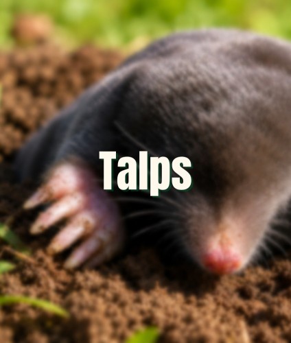 Control de talps per hort i jardí