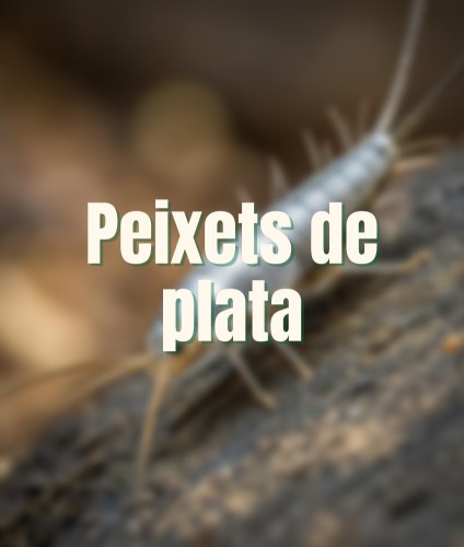 Control de pececillos de plata para el hogar