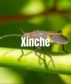 Chinches