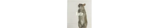 Rata