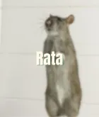 Rata