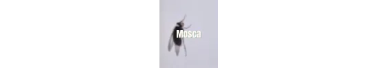 Mosca