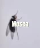 Mosca