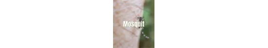 Mosquito