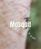 Mosquit