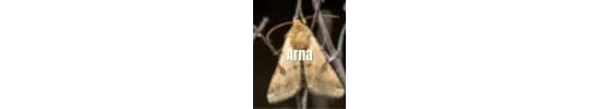 Arna