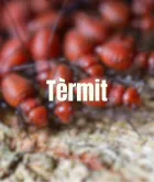 Termita