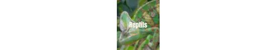 Reptil