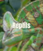 Reptil