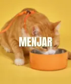 Comida para gato