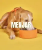 Comida para perro