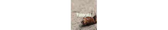 Panerola
