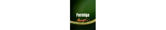 Formiga