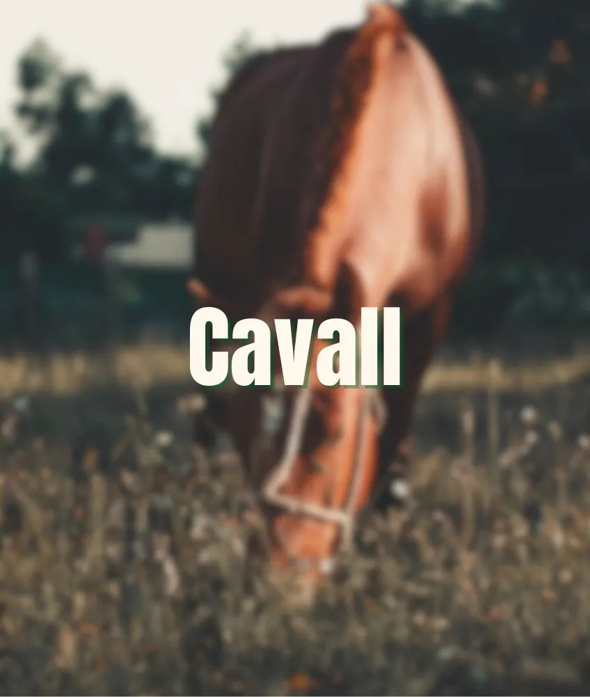 Cavall