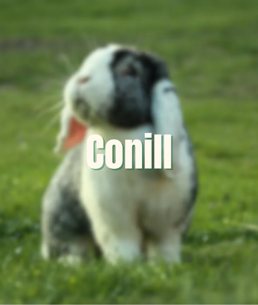 Conill