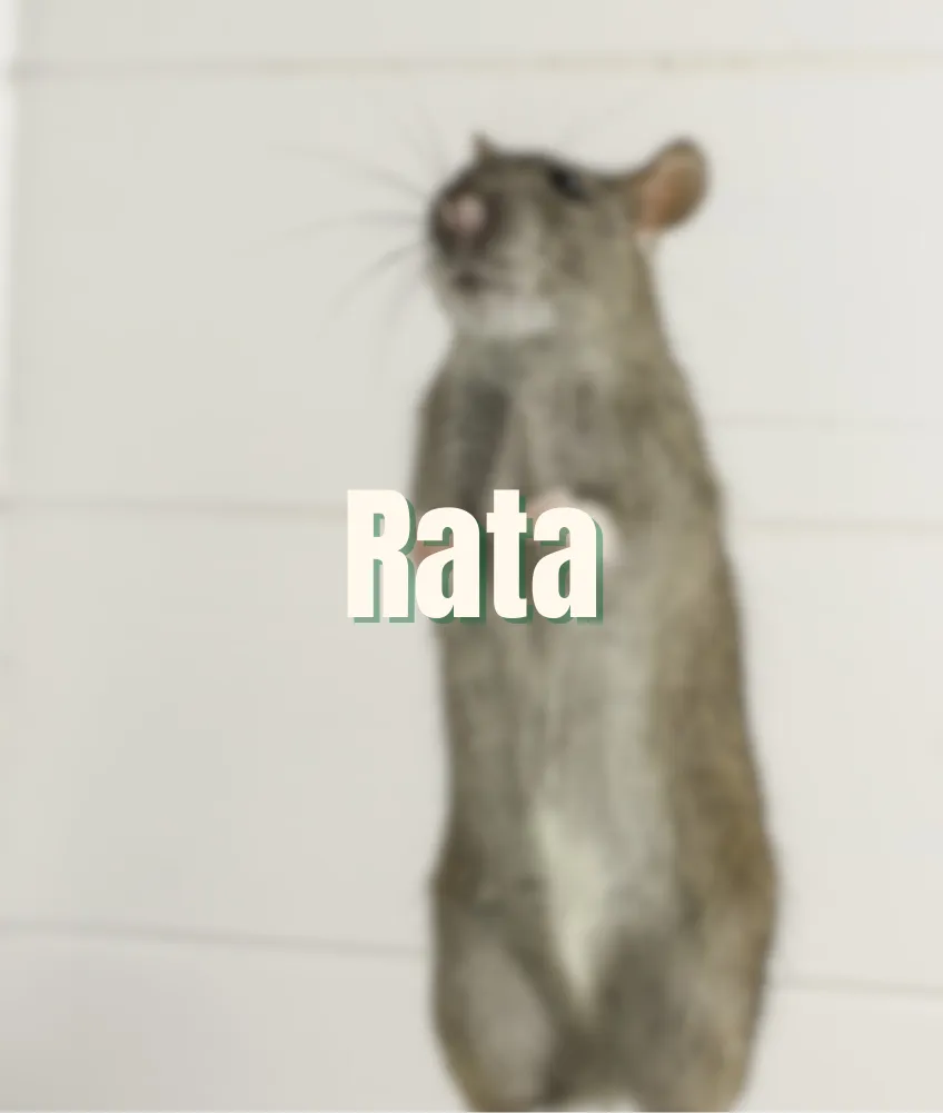 Rata