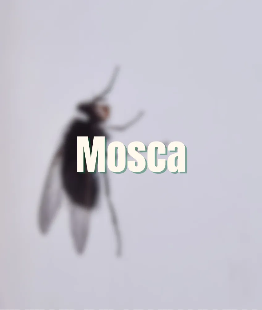 Mosca