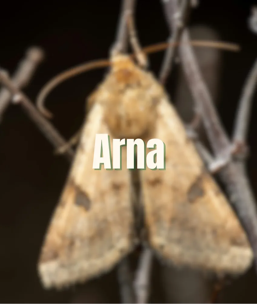 Arna