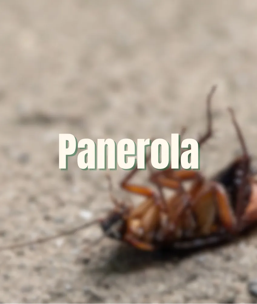 Panerola